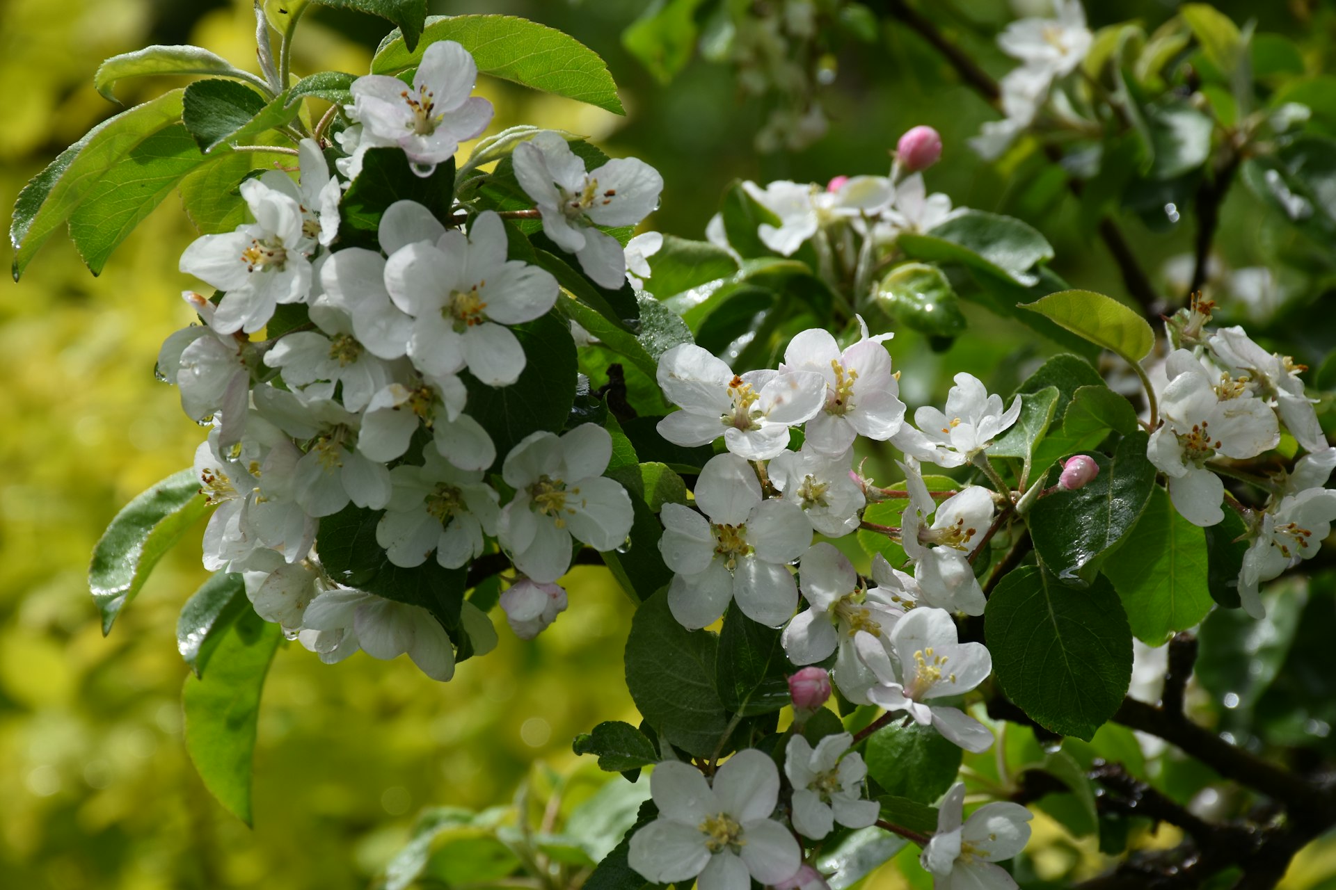 a close up of white flowers